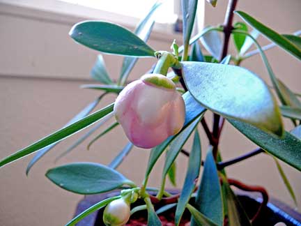 clusia_orthoneura_bud