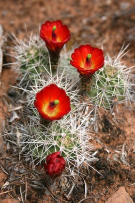 nnmredcacti