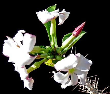 pachypodium_saundersii_blooms pachypodium_saundersii_blooms