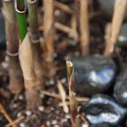 Bamboo photos 001