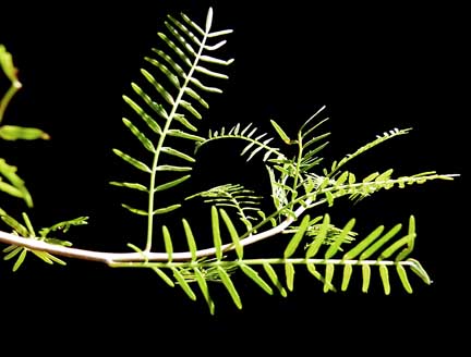 bursera_morelensis_leaves