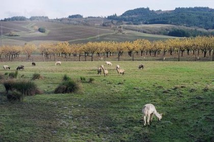 chehalem-valley