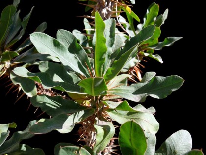euphorbia_milii_thai_hybrid2