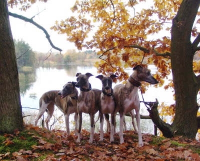 herbst11