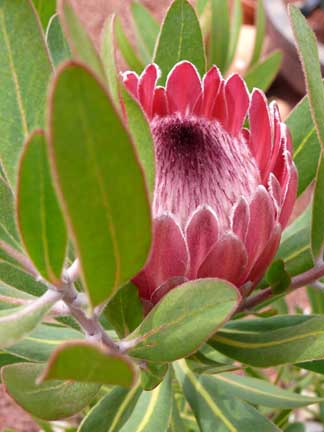 protea_neriifolia_pink_ice2 protea_neriifolia_pink_ice2