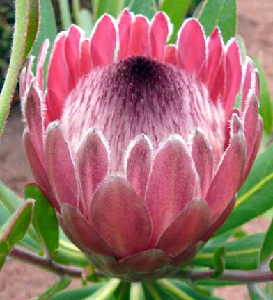 protea_neriifolia_pink_ice3 protea_neriifolia_pink_ice3