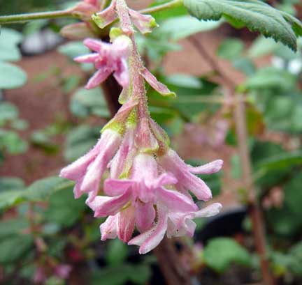 ribes_sanguineum_claremont_flowers
