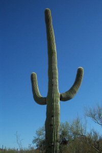 saguaro1s