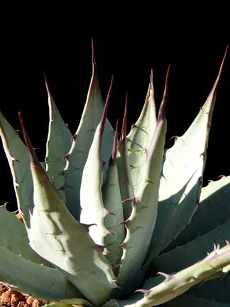 agave_parryi_v_parryi2