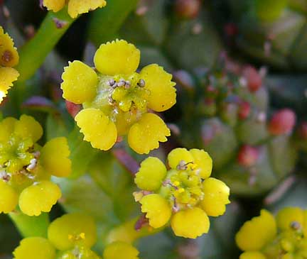 euphorbia_flanaganii_bloom