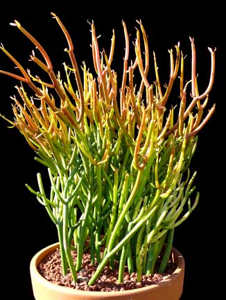euphorbia_tirucallii