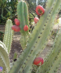 peruvian_apple_cactus2