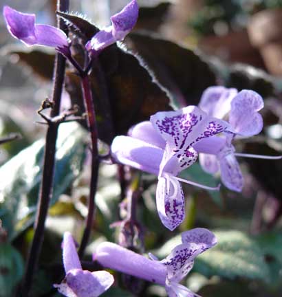 plectranthus_mona_lavender plectranthus_mona_lavender