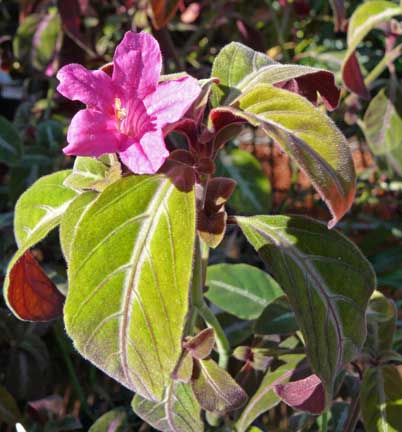 ruellia_makoyana_flower
