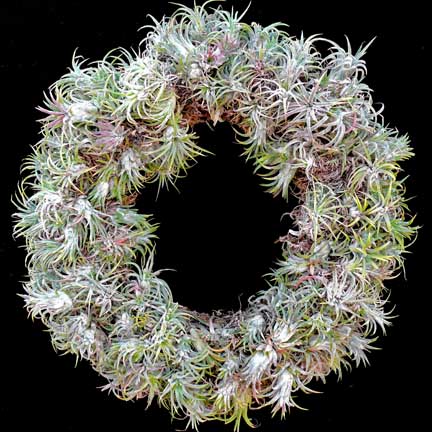 tillandsia_wreath tillandsia_wreath