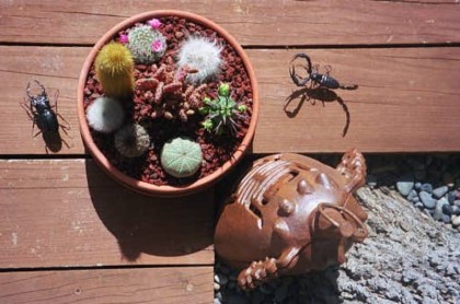 Cactusbowl4