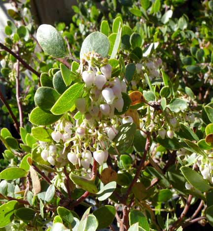 arctostaphylos_rudis_vandenberg_blooms2