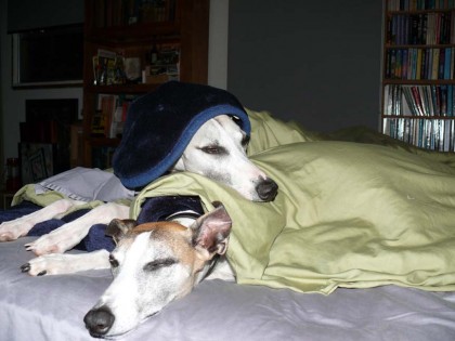 dogs