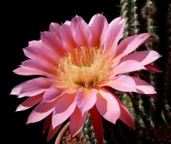 echino_grand_0906