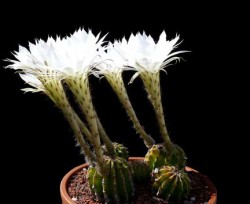echinopsis_subdenudata_bloom4