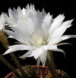 echinopsis_subdenudata_bloom5