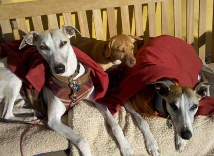 3dogs