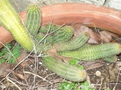 Cactus 1