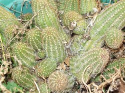 Cactus 2