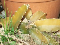 Cactus 4