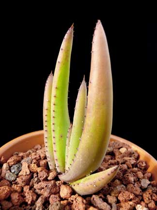 aloe_cryptopoda3