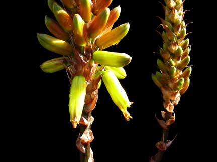 aloe_cryptopoda_bloom2