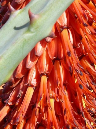 aloe_ferox_bloom3 aloe_ferox_bloom3