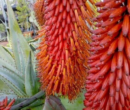 aloe_ferox_blooms aloe_ferox_blooms