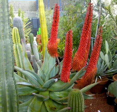 aloe_ferox_blooms2 aloe_ferox_blooms2