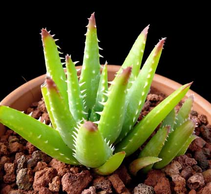aloe_sp2 aloe_sp2