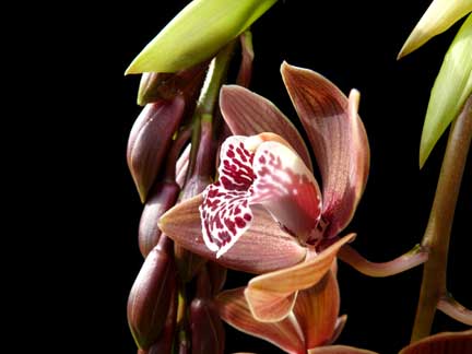 cymbidium cymbidium