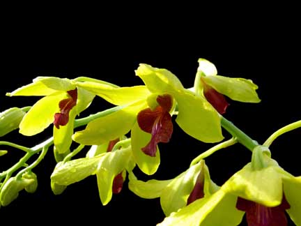 dendrobium dendrobium