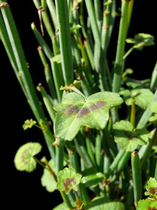 pelargonium_tetragonum