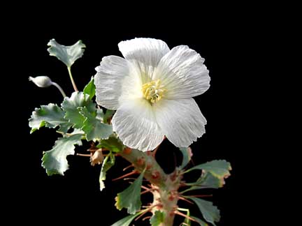 sarcocaulon_crassicaule_bloom2 sarcocaulon_crassicaule_bloom2