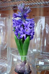 spring_bulbs2 spring_bulbs2