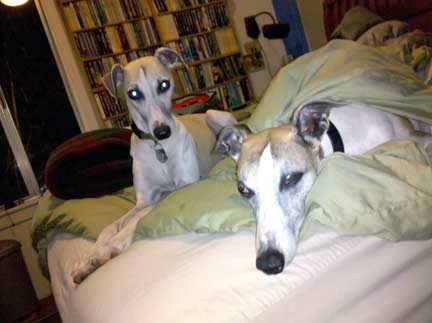 whippets