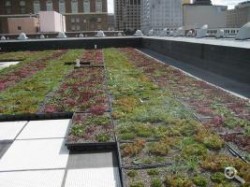 Hollander Green Roof Hollander Green Roof
