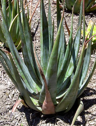 aloe_cryptopoda_garden