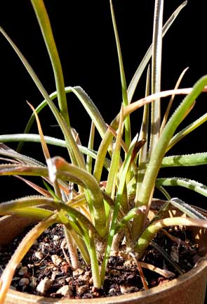 aloe_johnsons_hybrid