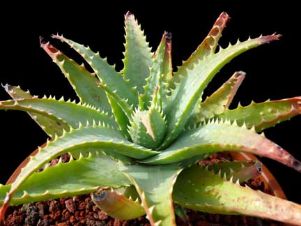 aloe_spinosissima