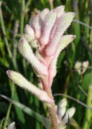 anigozanthos_bush_diamond