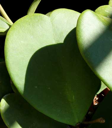 hoya_kerrii2
