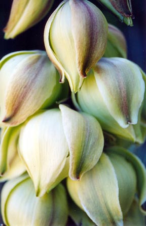 yucca_elata_bloom
