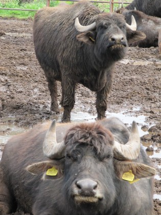 ItalyBuffalo ItalyBuffalo
