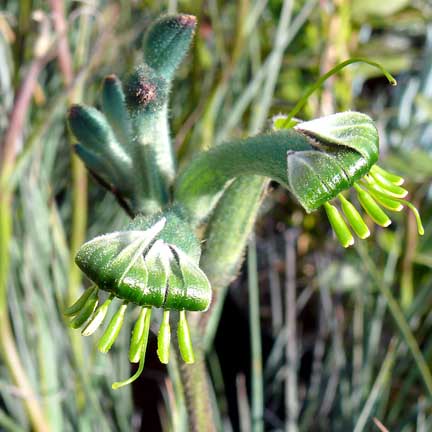 anigozanthos_viridis_phar_ap